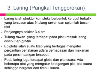 3. Laring (Pangkal Tenggorokan)
 Laring ialah struktur kompleks berbentuk kerucut terbalik
yang tersusun atas 9 tulang rawan dan sejumlah besar
otot
 Panjangnya sekitar 3-4 cm
 Tulang rawan yang terdapat pada pintu masuk laring
disebut epiglotis
 Epiglotis ialah suatu klep yang bertugas mengatur
pergantian perjalanan udara pernapasan dan makanan
pada persimpangan tersebut.
 Pada laring juga terdapat glotis dan pita suara. Ada
beberapa otot yang mengatur ketegangan pita-pita suara
sehingga bergetar dan timbul suara
 