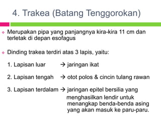 4. Trakea (Batang Tenggorokan)
 Merupakan pipa yang panjangnya kira-kira 11 cm dan
terletak di depan esofagus
 Dinding trakea terdiri atas 3 lapis, yaitu:
1. Lapisan luar  jaringan ikat
2. Lapisan tengah  otot polos & cincin tulang rawan
3. Lapisan terdalam  jaringan epitel bersilia yang
menghasilkan lendir untuk
menangkap benda-benda asing
yang akan masuk ke paru-paru.
 