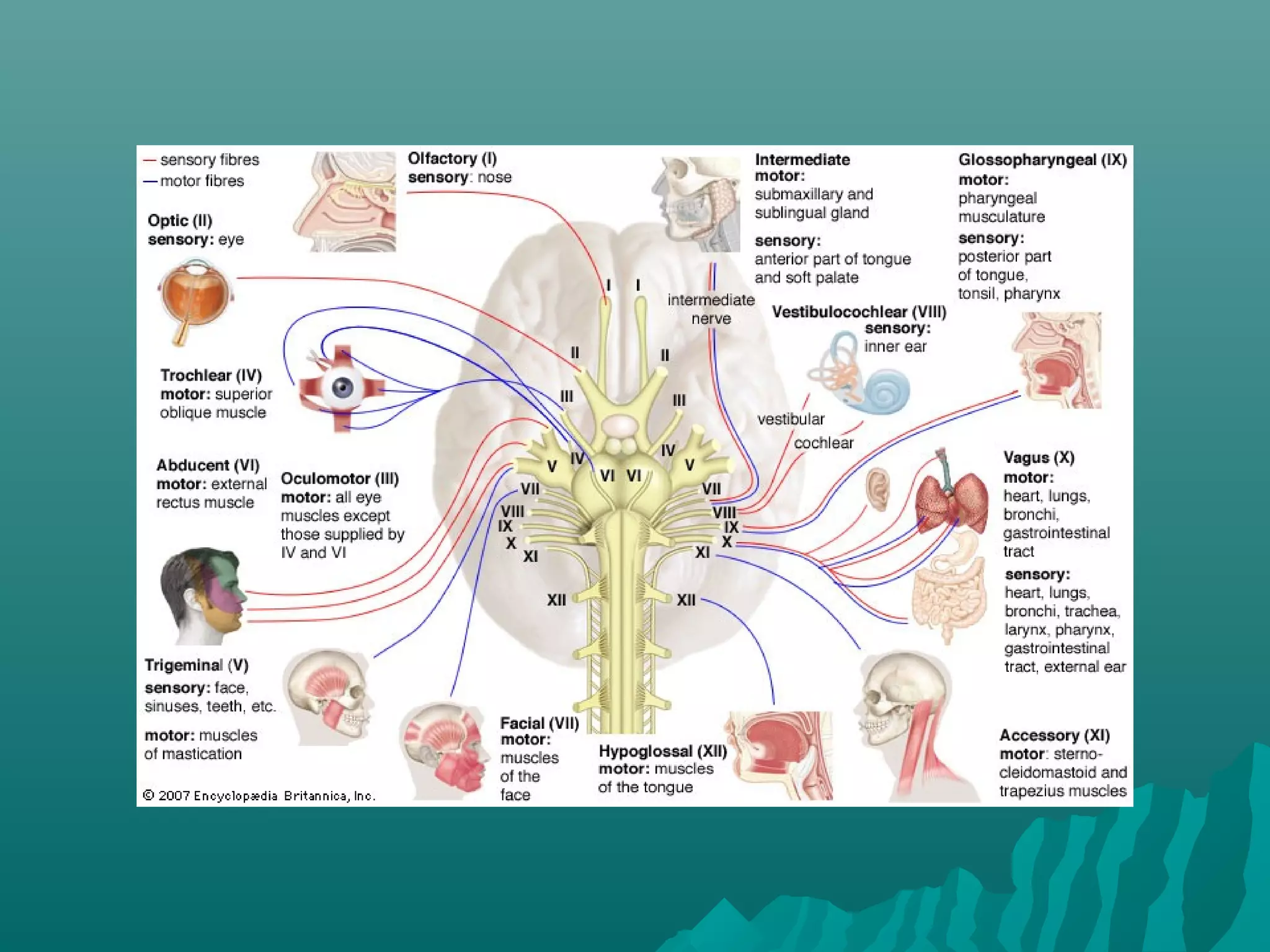 Presentasi sistem saraf