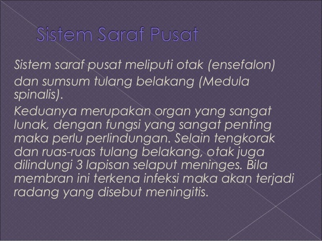 Presentasi sistem saraf