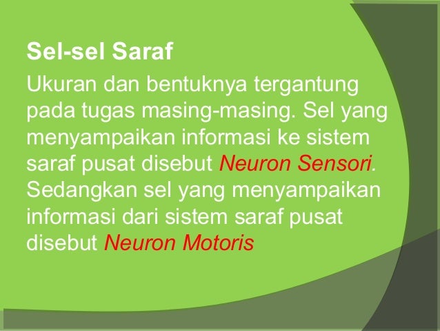 Presentasi sistem saraf