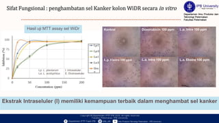 Sifat Fungsional : penghambatan sel Kanker kolon WiDR secara in vitro
Kontrol Doxorubicin 100 ppm L.p. Intra 100 ppm
L.p. Ekstra 100 ppm L.a. Intra 100 ppm L.a. Ekstra 100 ppm
Ekstrak Intraseluler (I) memiliki kemampuan terbaik dalam menghambat sel kanker
Hasil uji MTT assay sel WiDr
Lp: L. plantarum
La: L. acidophilus
I: Intraseluler
E: Ekstraseluler
 