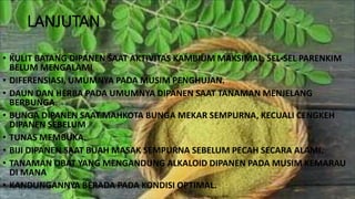 LANJUTAN
• KULIT BATANG DIPANEN SAAT AKTIVITAS KAMBIUM MAKSIMAL, SEL-SEL PARENKIM
BELUM MENGALAMI
• DIFERENSIASI, UMUMNYA PADA MUSIM PENGHUJAN.
• DAUN DAN HERBA PADA UMUMNYA DIPANEN SAAT TANAMAN MENJELANG
BERBUNGA.
• BUNGA DIPANEN SAAT MAHKOTA BUNGA MEKAR SEMPURNA, KECUALI CENGKEH
DIPANEN SEBELUM
• TUNAS MEMBUKA.
• BIJI DIPANEN SAAT BUAH MASAK SEMPURNA SEBELUM PECAH SECARA ALAMI.
• TANAMAN OBAT YANG MENGANDUNG ALKALOID DIPANEN PADA MUSIM KEMARAU
DI MANA
• KANDUNGANNYA BERADA PADA KONDISI OPTIMAL.
 