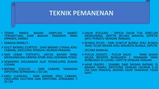 • TEKNIK PANEN BAHAN SIMPLISIA NABATI
TERGANTUNG DARI BAGIAN TANAMAN YANG
DIPANEN, DIRINCI
• SEBAGAI BERIKUT :
KULIT BATANG (CORTEX) : DARI BATANG UTAMA ATAU
CABANG, DIKELUPAS DENGAN UKURAN PANJANG
DAN LEBAR TERTENTU. UNTUK BAHAN YANG
MENGANDUNG MINYAK ATSIRI ATAU SENYAWA FENOL
SEBAIKNYA DIGUNAKAN ALAT PENGELUPAS BUKAN
LOGAM.
BATANG (CAULIS) : DARI CABANG TANAMAN
DIPOTONG SEPANJANG ± 50 CM.
KAYU (LIGNUM) : DARI BATANG ATAU CABANG,
DIKELUPAS KULITNYA DAN DIPOTONG SEPANJANG ±
50 CM
DAUN (FOLIUM) : DIPILIH DAUN TUA SEBELUM
MENGUNING, DIPETIK SECARA MANUAL (DIPETIK
SATU PERSATU DENGAN TANGAN).
BUNGA (FLOS) : DARI KUNCUP BUNGA ATAU BUNGA
YANG TELAH MEKAR ATAU MAHKOTA BUNGA, DIPETIK
SECARA MANUAL.
PUCUK (SHOOT) : PUCUK DAUN YANG MASIH
MUDA BESERTA BUNGANYA ( TANAMAN YANG
BERBUNGA DI UJUNG ) DIPETIK DENGAN TANGAN.
AKAR (RADIX) : DIAMBIL DARI BAGIAN BATANG DI
BAWAH TANAH, DIPOTONG DENGAN UKURAN 5-10
CM DARI PANGKAL BATANG AGAR TANAMAN TIDAK
MATI
 