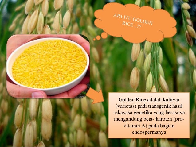 Presentasi teknologi DNA Golden Rice