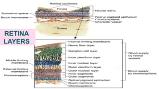 anatomy anad physiology of retina layers | PPTX