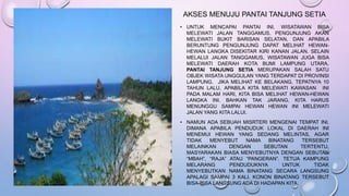 AKSES MENUJU PANTAI TANJUNG SETIA 
• UNTUK MENCAPAI PANTAI INI, WISATAWAN BISA 
MELEWATI JALAN TANGGAMUS. PENGUNJUNG AKAN 
MELEWATI BUKIT BARISAN SELATAN, DAN APABILA 
BERUNTUNG PENGUNJUNG DAPAT MELIHAT HEWAN-HEWAN 
LANGKA DISEKITAR KIRI KANAN JALAN. SELAIN 
MELALUI JALAN TANGGAMUS, WISATAWAN JUGA BISA 
MELEWATI DAERAH KOTA BUMI LAMPUNG UTARA. 
PANTAI TANJUNG SETIA MERUPAKAN SALAH SATU 
OBJEK WISATA UNGGULAN YANG TERDAPAT DI PROVINSI 
LAMPUNG. JIKA MELIHAT KE BELAKANG, TEPATNYA 10 
TAHUN LALU, APABILA KITA MELEWATI KAWASAN INI 
PADA MALAM HARI, KITA BISA MELIHAT HEWAN-HEWAN 
LANGKA INI. BAHKAN TAK JARANG, KITA HARUS 
MENUNGGU SAMPAI HEWAN HEWAN INI MELEWATI 
JALAN YANG KITA LALUI. 
• NAMUN ADA SEBUAH MISRTERI MENGENAI TEMPAT INI, 
DIMANA APABILA PENDUDUK LOKAL DI DAERAH INI 
MENEMUI HEWAN YANG SEDANG MELINTAS, AGAR 
TIDAK MENYEBUT NAMA BINATANG TERSEBUT 
MELAINKAN DENGAN SEBUTAN TERTENTU. 
MASYARAKAN BIASA MENYEBUTNYA DENGAN SEBUTAN 
“MBAH”, “RAJA” ATAU “PANGERAN”. TETUA KAMPUNG 
MELARANG PENDUDUKNYA UNTUK TIDAK 
MENYEBUTKAN NAMA BINATANG SECARA LANGSUNG 
APALAGI SAMPAI 3 KALI. KONON BINATANG TERSEBUT 
BISA-BISA LANGSUNG ADA DI HADAPAN KITA. 
 