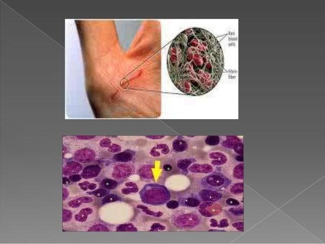 SISTEM SIRKULASI PADA MANUSIA