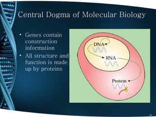 Central Dogma of Molecular Biology

• Genes contain
  construction
  information
• All structure and
  function is made
  up by proteins




                                     18
 