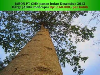 JABON PT GMN panen bulan Desember 2012
Harga JABON mencapai Rp1.160.000,- per kubik
 