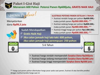 Sp
Paket I-Gist Haji
Menanam 600 Pohon Potensi Panen Rp600juta,
Menyetorkan
dana Rp99,5 juta
SKEMA 2
Sudah Mendapatkan
Gratis Naik Haji
Jika calon jamaah haji laki-laki: 600 pohon,
Jika calon jamaah haji perempuan: 250 pohon
** Harga jual panen pohon ditentukan harga pasar pada saat panen, ilustrasi di atas bersifat prediksi
dengan melihat kondisi harga saat ini
ILUSTRASI POTENSI PANEN SETELAH 5 TAHUN
• Ilustrasi rendah harga per pohon Rp600.000,-
maka jumlah panen Rp360.000.000,-**
• Ilustrasi sedang harga per pohon Rp800.000,-
maka jumlah panen Rp480.000.000,-**
• Ilustrasi tinggi harga per pohon Rp1.000.000,-
maka jumlah panen Rp600.000.000,-**
5-6 Tahun
• Ilustrasi harga rendah memperoleh Surplus Dana Rp260juta
• Ilustrasi harga sedang memperoleh Surplus Dana Rp380 juta
• Ilustrasi harga tinggi memperoleh Surplus Dana Rp500 juta
 