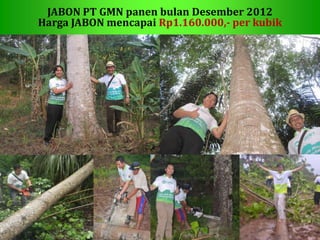 Sp
JABON PT GMN panen bulan Desember 2012
Harga JABON mencapai Rp1.160.000,- per kubik
 