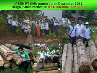Sp
JABON PT GMN panen bulan Desember 2012
Harga JABON mencapai Rp1.160.000,- per kubik
 