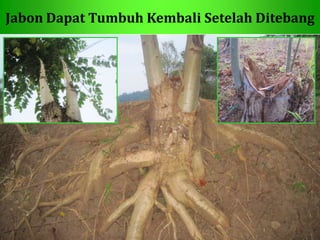 Jabon Dapat Tumbuh Kembali Setelah Ditebang
 