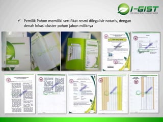 Sp
 Pemilik Pohon memiliki sertifikat resmi dilegalisir notaris, dengan
denah lokasi cluster pohon jabon miliknya
 