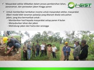 Sp
 Masyarakat sekitar dilibatkan dalam proses pembersihan lahan,
penanaman, dan perawatan jabon hingga panen
 Untuk memberikan tambahan income untuk masyarakat sekitar, masyarakat
diberi modal bibit tanaman palawija yang ditanam disela-sela pohon
jabon, yang bisa bermanfaat untuk :
- Memberikan hasil kepada masyarakat setiap panen 4 bulan
- Menyuburkan lahan dan jabon
- Melindungi jabon dari hama dan serangga
 