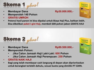 Sp
• Membayar Dana Rp99.500.000,-
• Memperoleh Pohon:
• Jika Calon Jamaah Haji Laki-Laki: 600 Pohon
• Jika Calon Jamaah Haji Perempuan: 250 Pohon
• GRATIS NAIK HAJI
• Bagi yang telah membayar cash langsung di depan akan diprioritaskan
untuk berangkat terlebih dahulu, sesuai kuota yang dimiliki PT GMN.
Skema 2
• Membayar Dana Rp30.000.000,-
• Memperoleh 140 Pohon
• GRATIS UMROH
• Potensi hasil panen ini bisa dipakai untuk Biaya Haji Plus, bahkan lebih.
Bisa dibelikan paket I-gist Haji, membeli 600 pohon jabon GRATIS HAJI
Skema 1
 