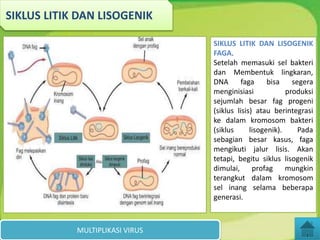 MULTIPLIKASI VIRUS
SIKLUS LITIK DAN LISOGENIK
SIKLUS LITIK DAN LISOGENIK
FAGA.
Setelah memasuki sel bakteri
dan Membentuk lingkaran,
DNA faga bisa segera
menginisiasi produksi
sejumlah besar fag progeni
(siklus lisis) atau berintegrasi
ke dalam kromosom bakteri
(siklus lisogenik). Pada
sebagian besar kasus, faga
mengikuti jalur lisis. Akan
tetapi, begitu siklus lisogenik
dimulai, profag mungkin
terangkut dalam kromosom
sel inang selama beberapa
generasi.
 