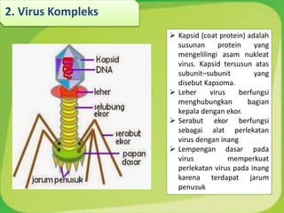  Kapsid (coat protein) adalah
susunan protein yang
mengelilingi asam nukleat
virus. Kapsid tersusun atas
subunit–subunit yang
disebut Kapsoma.
 Leher virus berfungsi
menghubungkan bagian
kepala dengan ekor.
 Serabut ekor berfungsi
sebagai alat perlekatan
virus dengan inang
 Lempengan dasar pada
virus memperkuat
perlekatan virus pada inang
karena terdapat jarum
penusuk
2. Virus Kompleks
 