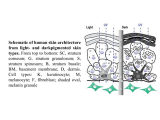 Schematic of human skin architecture
from light- and darkpigmented skin
types. From top to bottom: SC, stratum
corneum; G,...