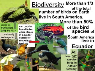More than 1/3  of the total  least  317  species  birds  in Achuar territory nationally  endangered can only be found in two other places in Ecuador outside of the Achuar territory   Listed as  Vulnerable  (VU)  by  IUCN Biodiversity live in  Ecuador   number of birds on Earth live in South America.  of the  bird  species  of  S outh America At More than 50%  