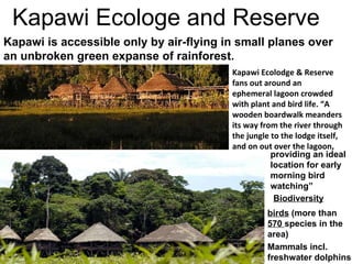 Kapawi Ecolodge & Reserve fans out around an ephemeral lagoon crowded with plant and bird life. “A wooden boardwalk meanders its way from the river through the jungle to the lodge itself, and on out over the lagoon,  Kapawi is accessible only by air-flying in small planes over an unbroken green expanse of rainforest.  Mammals incl. freshwater dolphins birds  (more than  570  species in the area) Biodiversity providing an ideal location for early morning bird watching” Kapawi Ecologe and Reserve 