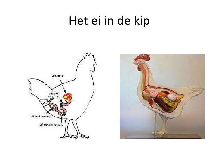 Spreekbeurt van Ada de kip Spreekbeurt van Ada de kip