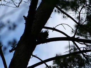 Pecha Kucha Slideshow