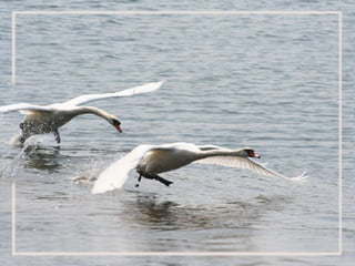 Pecha Kucha Slideshow