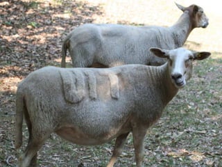 Pecha Kucha Slideshow