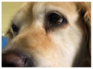 Pecha Kucha Slideshow