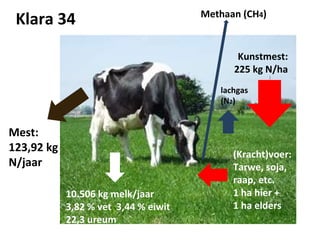 Klara 34 De optimale koe, het optimale bemestingsniveau, het optimale grasland, etc. Mest: 123,92 kg  N/jaar (Kracht)voer: Tarwe, soja, raap, etc.  1 ha hier +  1 ha elders Kunstmest: 225 kg N/ha 10.506 kg melk/jaar  3,82 % vet  3,44 % eiwit 22,3 ureum Methaan (CH 4 ) lachgas (N 2 ) 
