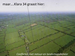maar….Klara 34 graast hier: Conflicten met natuur-en landschapsbeheer 
