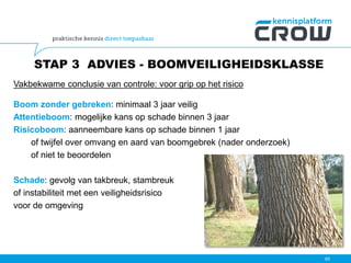 STAP 3 ADVIES - BOOMVEILIGHEIDSKLASSE
Vakbekwame conclusie van controle: voor grip op het risico
Boom zonder gebreken: minimaal 3 jaar veilig
Attentieboom: mogelijke kans op schade binnen 3 jaar
Risicoboom: aanneembare kans op schade binnen 1 jaar
of twijfel over omvang en aard van boomgebrek (nader onderzoek)
of niet te beoordelen
Schade: gevolg van takbreuk, stambreuk
of instabiliteit met een veiligheidsrisico
voor de omgeving
60
 