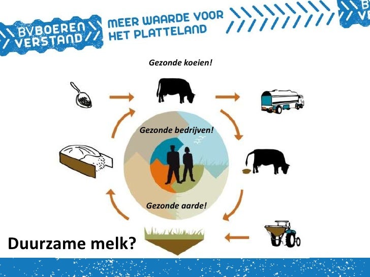 ruwvoer koeien