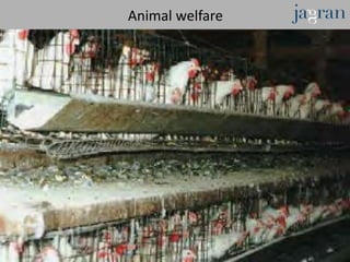 Animal welfare
 