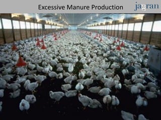 Excessive Manure Production
 