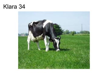 Presentatie IAC 5 Mei 2009