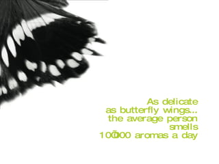 As delicate as butterfly wings... the average person smells 10’000 aromas a day 