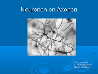 Neuronen en AxonenNeuronen en Axonen
Cindy van SchieCindy van Schie
IC verpleegkundigeIC verpleegkundige
Neural practitionerNeural practitioner
 