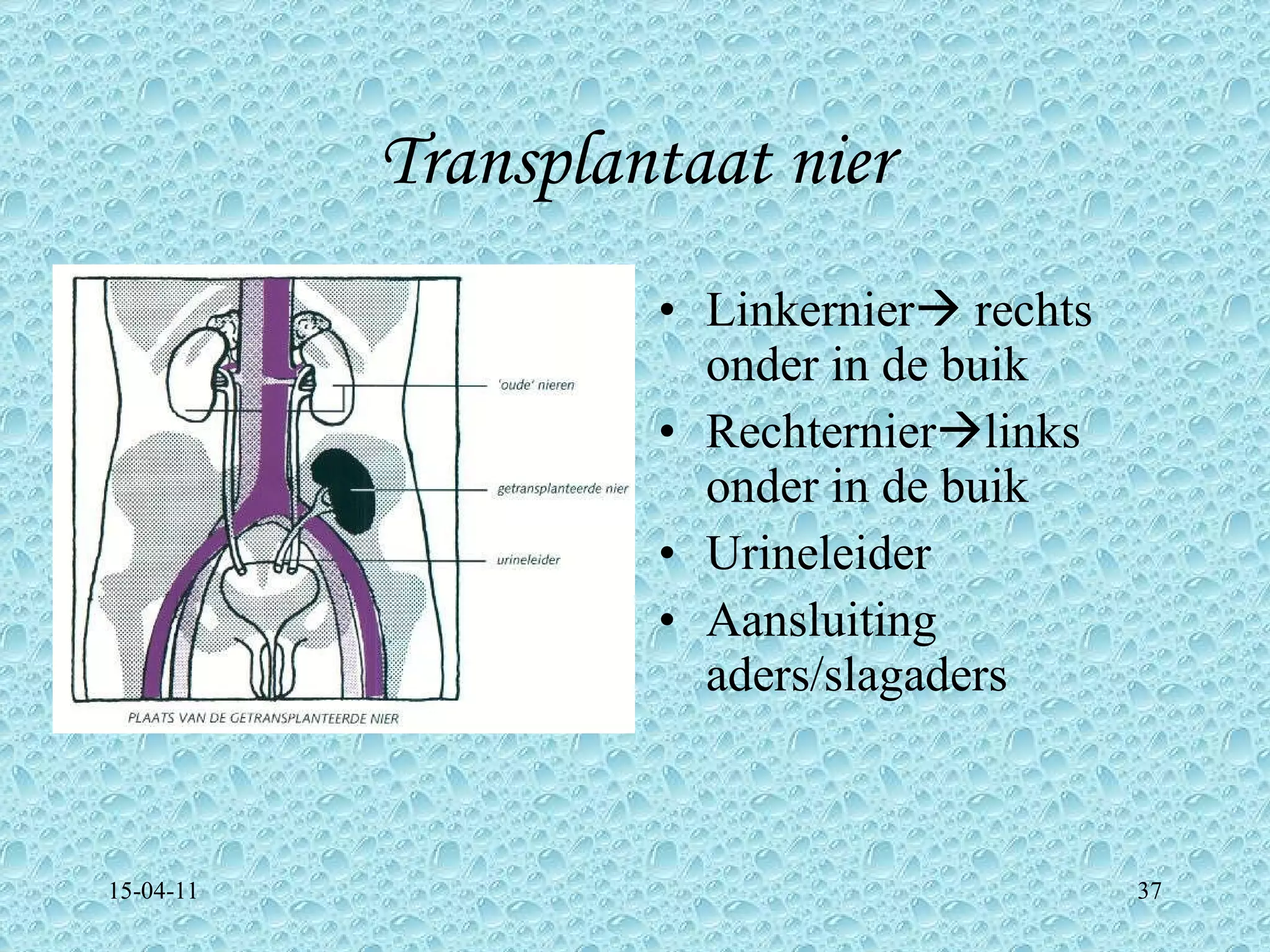 Presentation about Kidneys | PPT