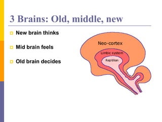 3 Brains: Old, middle, new
 New brain thinks
 Mid brain feels
 Old brain decides
 