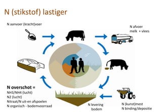 N (stikstof) lastiger
N aanvoer (kracht)voer
N afvoer
melk + vlees
N (kunst)mest
N binding/depositie
N overschot =
NH3/NH4 (lucht)
N2 (lucht)
Nitraat/N uit-en afspoelen
N organisch - bodemvoorraad N levering
bodem
 