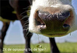 Zit de oplossing bij de koe? 26
 