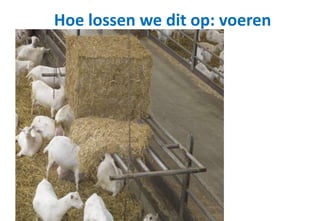 Hoe lossen we dit op: voeren
 
