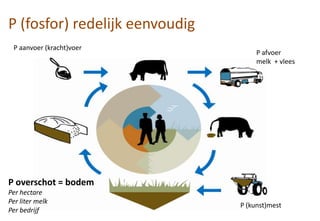 P (fosfor) redelijk eenvoudig
P aanvoer (kracht)voer
P afvoer
melk + vlees
P (kunst)mest
P overschot = bodem
Per hectare
Per liter melk
Per bedrijf
 