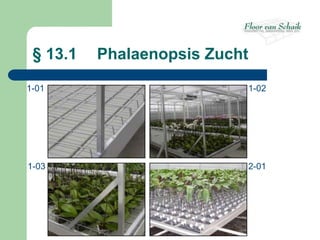 § 13.1   Phalaenopsis Zucht

1-01                       1-02




1-03                       2-01
 