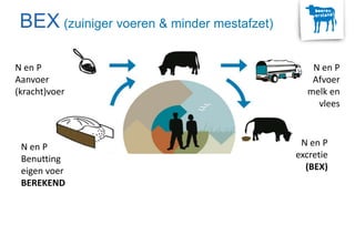 N en P
Aanvoer
(kracht)voer
N en P
Afvoer
melk en
vlees
N en P
Benutting
eigen voer
BEREKEND
N en P
excretie
(BEX)
BEX (zuiniger voeren & minder mestafzet)
 