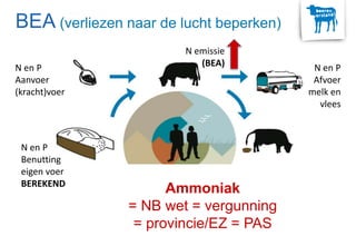 N en P
Aanvoer
(kracht)voer
N en P
Afvoer
melk en
vlees
Ammoniak
= NB wet = vergunning
= provincie/EZ = PAS
N emissie
(BEA)
N en P
Benutting
eigen voer
BEREKEND
BEA (verliezen naar de lucht beperken)
 