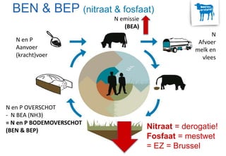 N en P
Aanvoer
(kracht)voer
N
Afvoer
melk en
vlees
N en P OVERSCHOT
- N BEA (NH3)
= N en P BODEMOVERSCHOT
(BEN & BEP)
N emissie
(BEA)
BEN & BEP (nitraat & fosfaat)
Nitraat = derogatie!
Fosfaat = mestwet
= EZ = Brussel
 